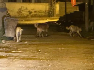 Kars’ın Kağızman ilçesinde son günlerde artan sokak köpeği popülasyonu vatandaşları