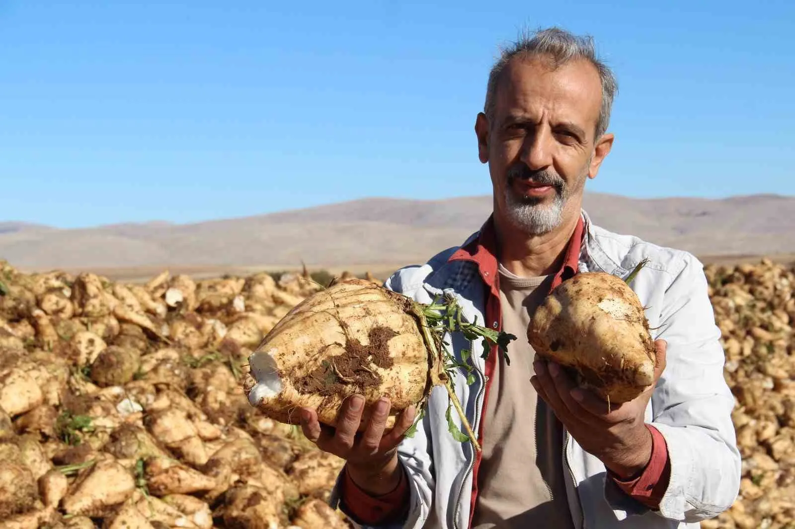 Kahramanmaraş’ta şeker pancarı söküm işlemi başladı. Birçok ilde olduğu gibi