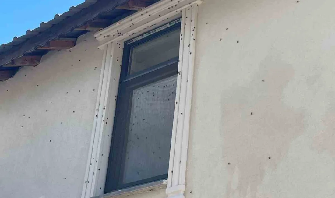 SAKARYA (İHA) – Türkiye’de ilk olarak 2017 yılında Artvin ile