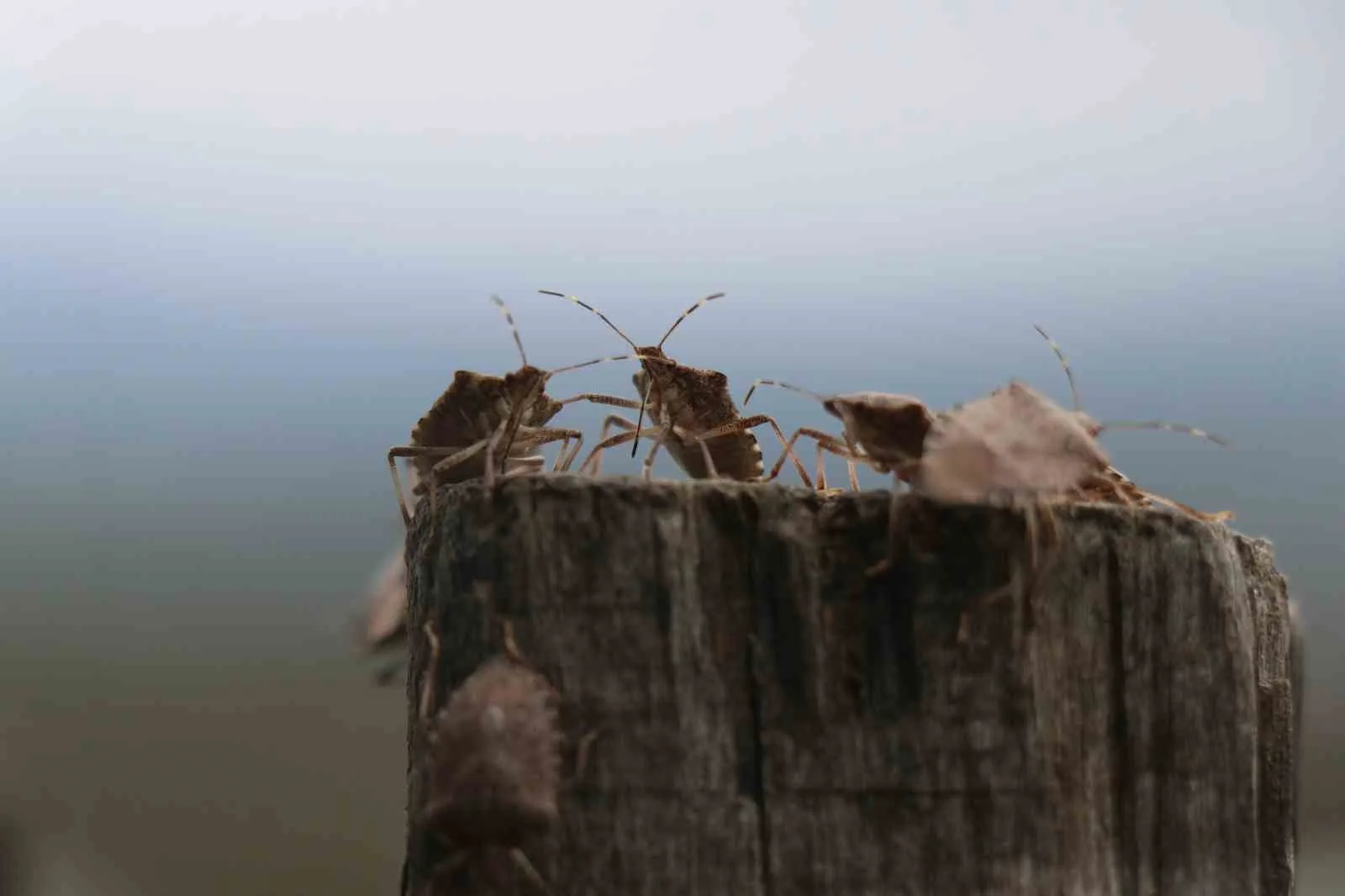 Türkiye’de ilk kez 2017 yılında Artvin ve İstanbul’da görülen kahverengi