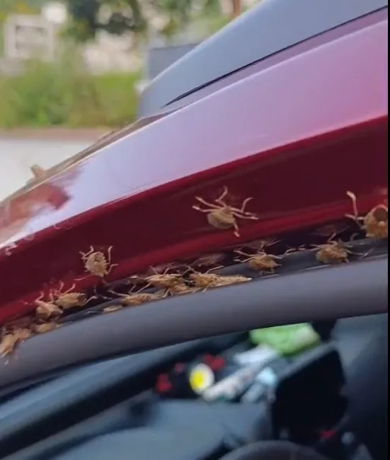 Karadeniz bölgesinde fındık başta olmak üzere birçok tarım ürününe zarar