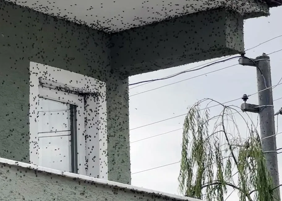 Kahverengi kokarca böceği kabusu geri döndü. Sakarya’nın Ferizli ve Kaynarca