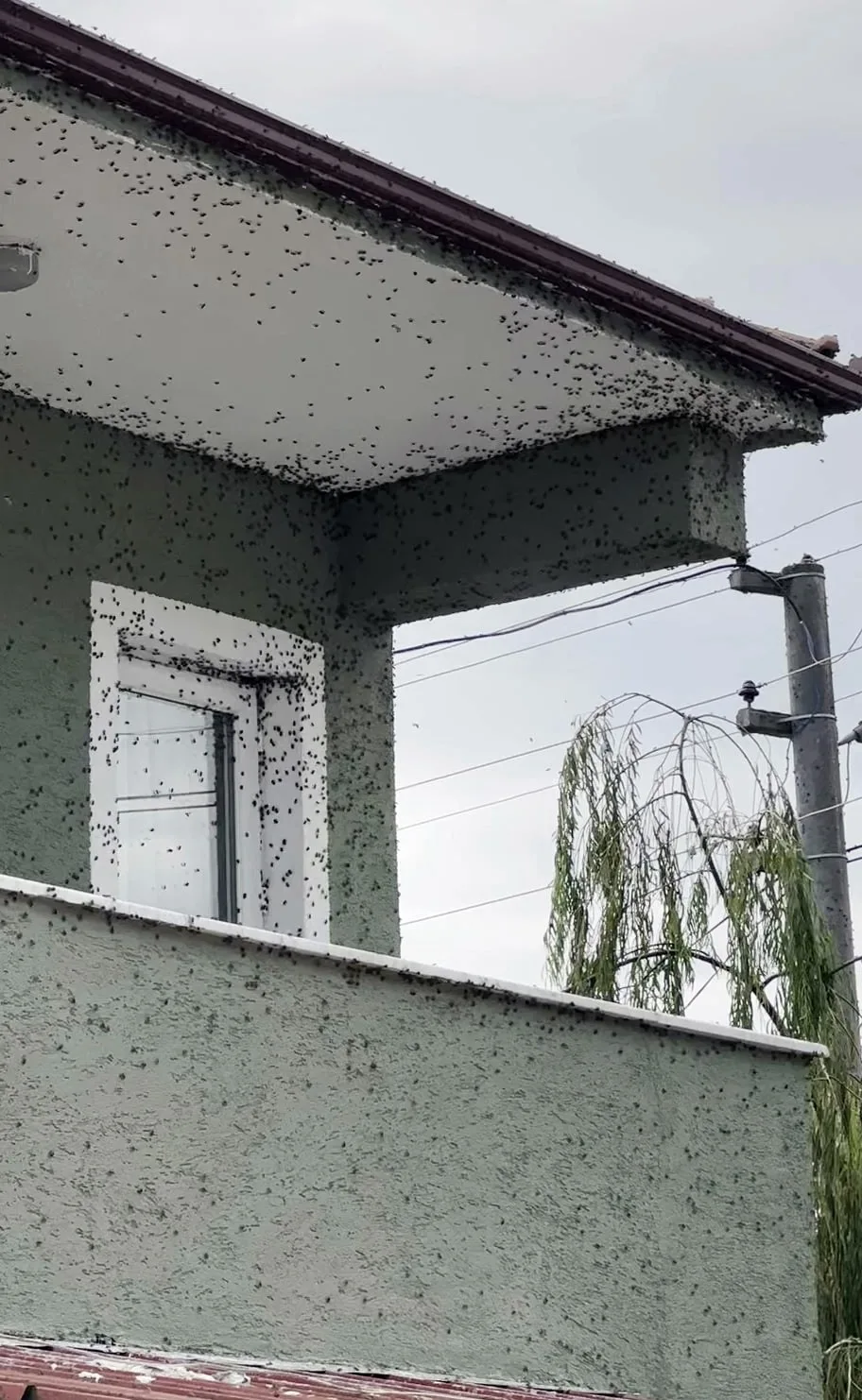 Kahverengi kokarca böceği kabusu geri döndü. Sakarya’nın Ferizli ve Kaynarca