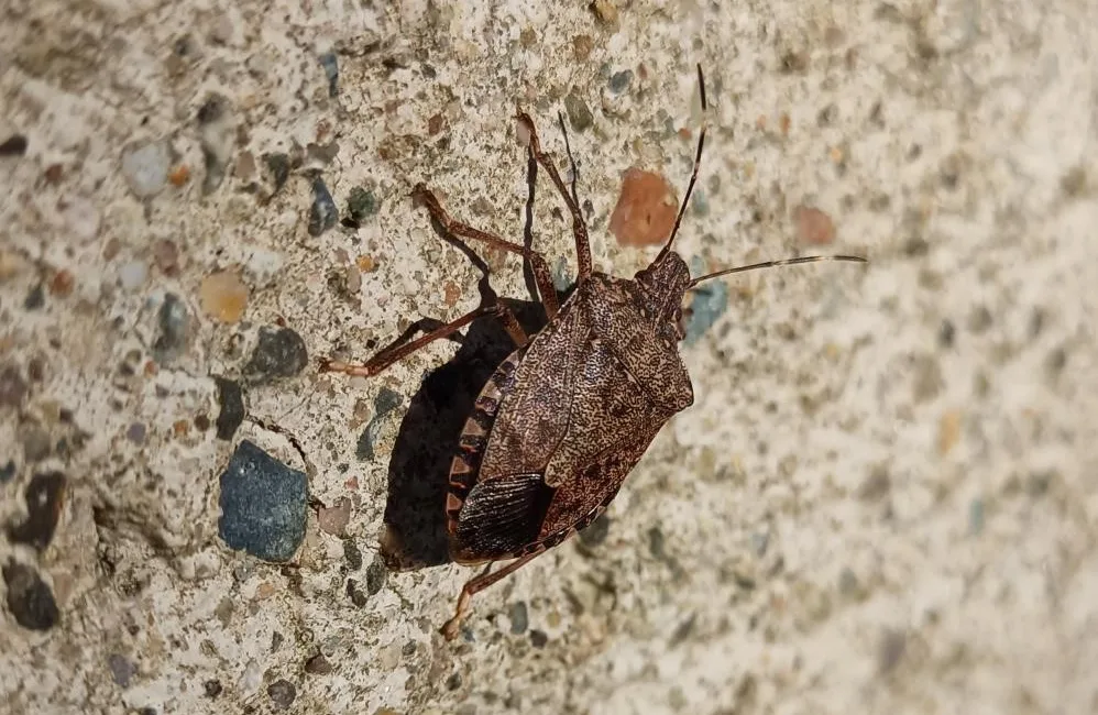 Çarşamba Ziraat Odası Başkanı Muammer Aydemir, kahverengi kokarca zararlısının kışlaklara