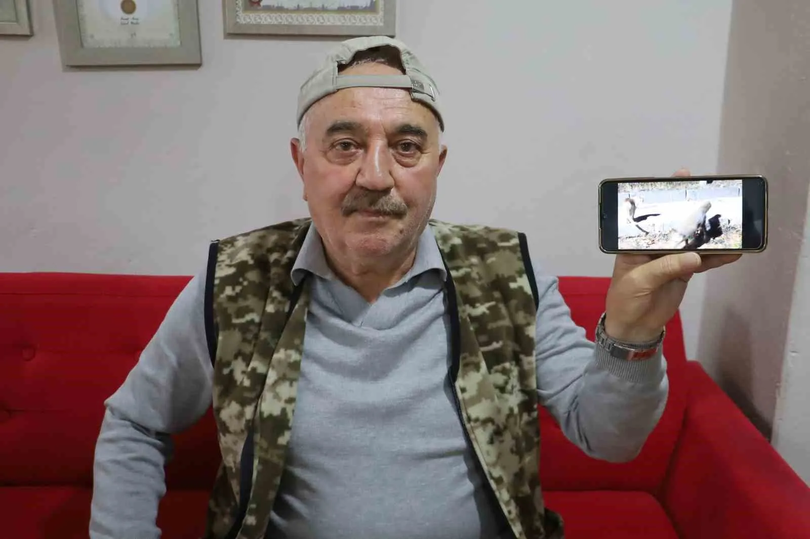 Sivas’ta elle beslenen tikli ve yemekleri paylaşırken tilkinin kedilere gösterdiği