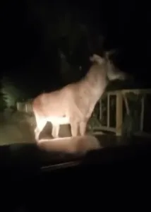Karabük’ün Yenice ilçesinde yaban hayatı bir kez daha objektiflere yansıdı.