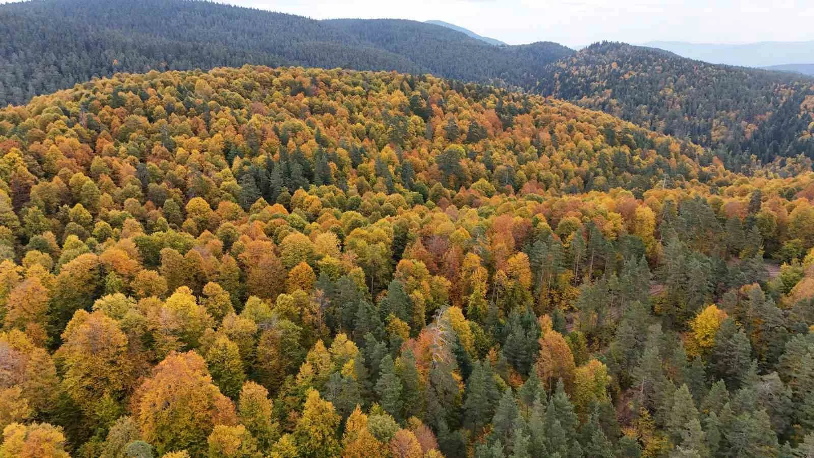 Karabük’te yol boyunca uzanan sık orman dokusu sarı, turuncu ve