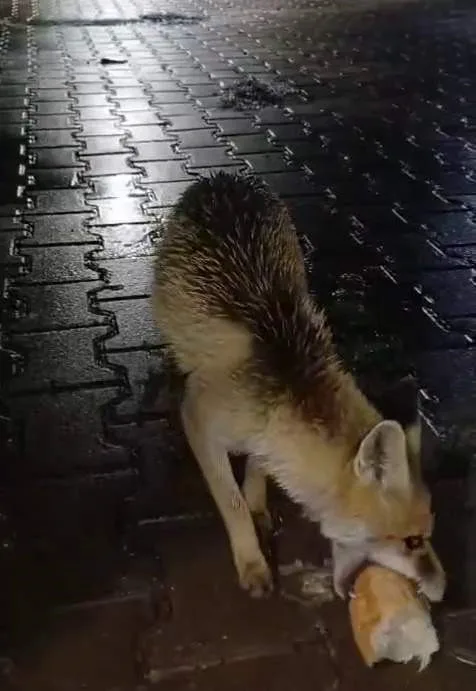 Karabük’ün Eflani ilçesinde tır sürücüsü Erdal Erdoğan, yanına gelen tilkiyi