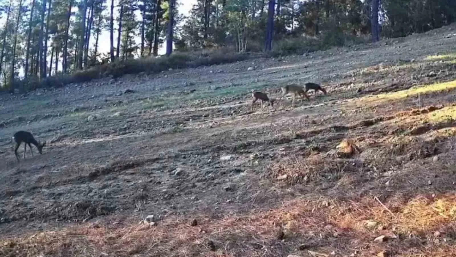 Tekirdağ’ın Süleymanpaşa ilçesinde bulunan Ganos Dağları’nda karaca ailesi beslenirken fotokapan