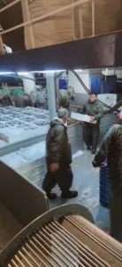 Kastamonu’da balıkçılar tarafından avlanan 440 ton hamsi, kasalarla karaya çıkartılarak