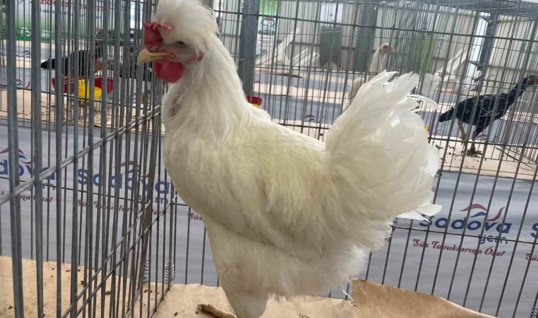 Milli ırk statüsüne kazandırılması için tecsil çalışmaları yürütülen Karadeniz Bölgesi’nin