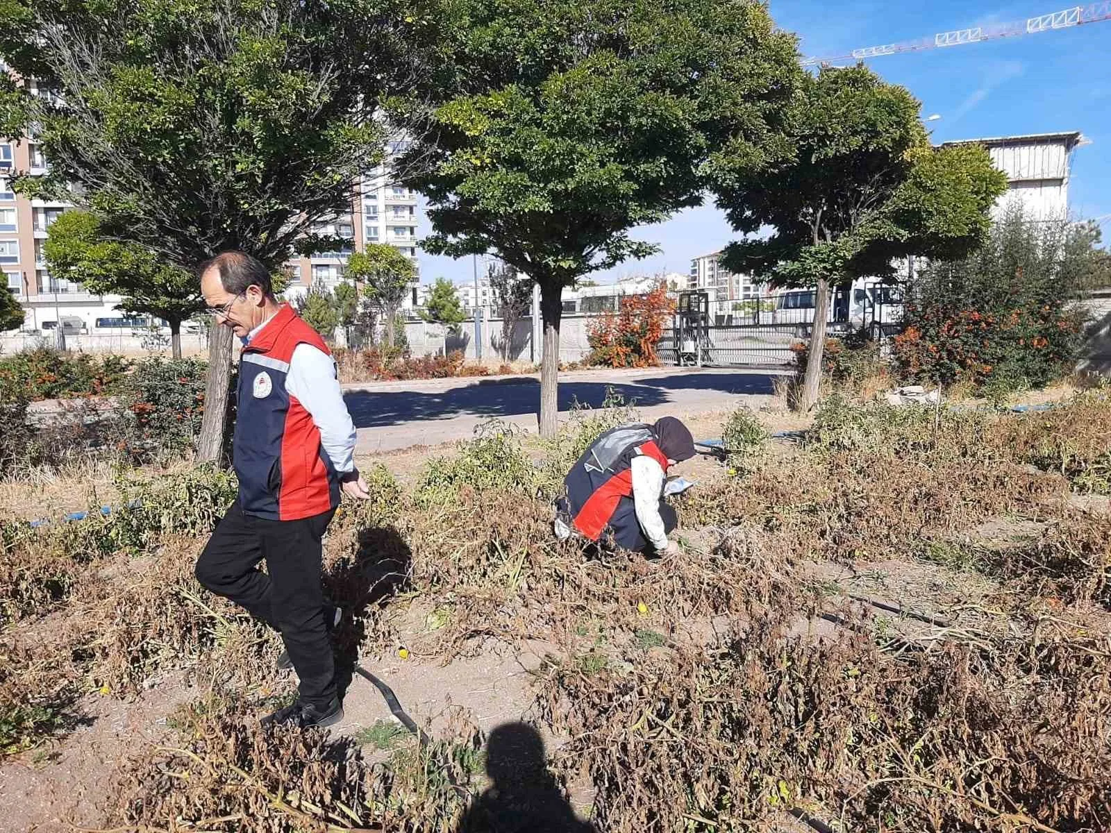 Küresel iklim değişikliğinin etkisiyle Türkiye’de hızla yayılan kahverengi kokarca, Sivas’ta