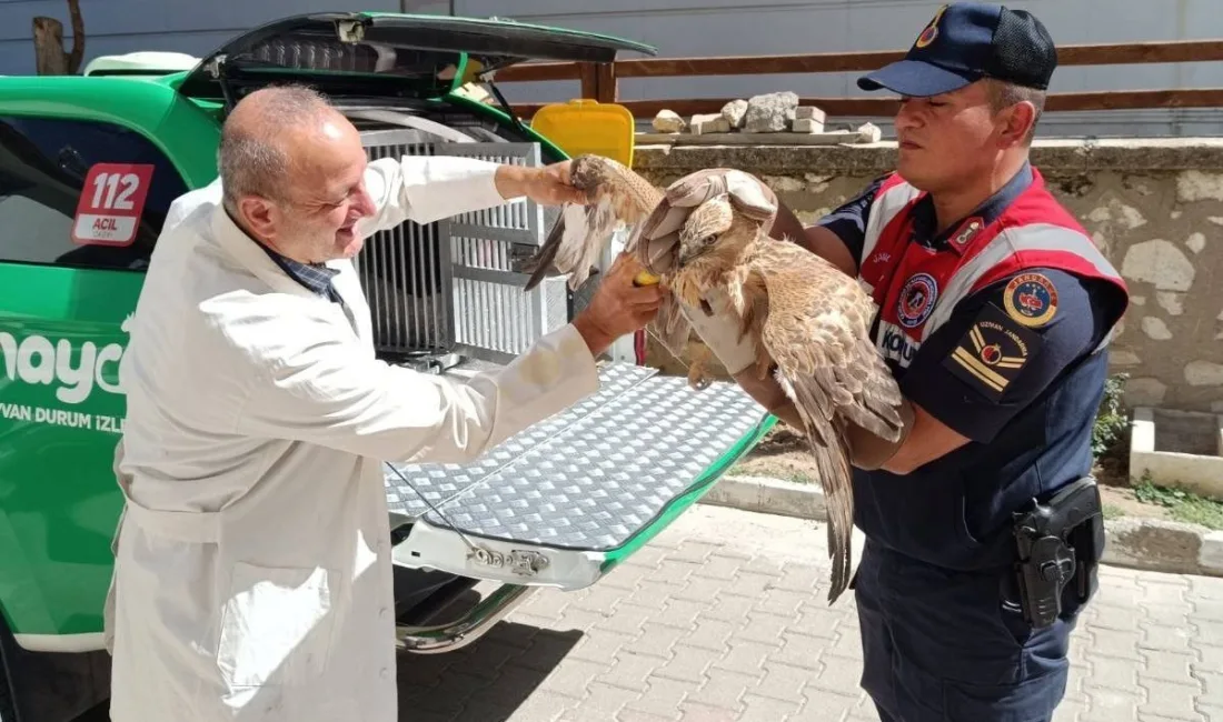 Karaman’da yaralı ve bitkin halde bulunan kızıl şahin koruma altına