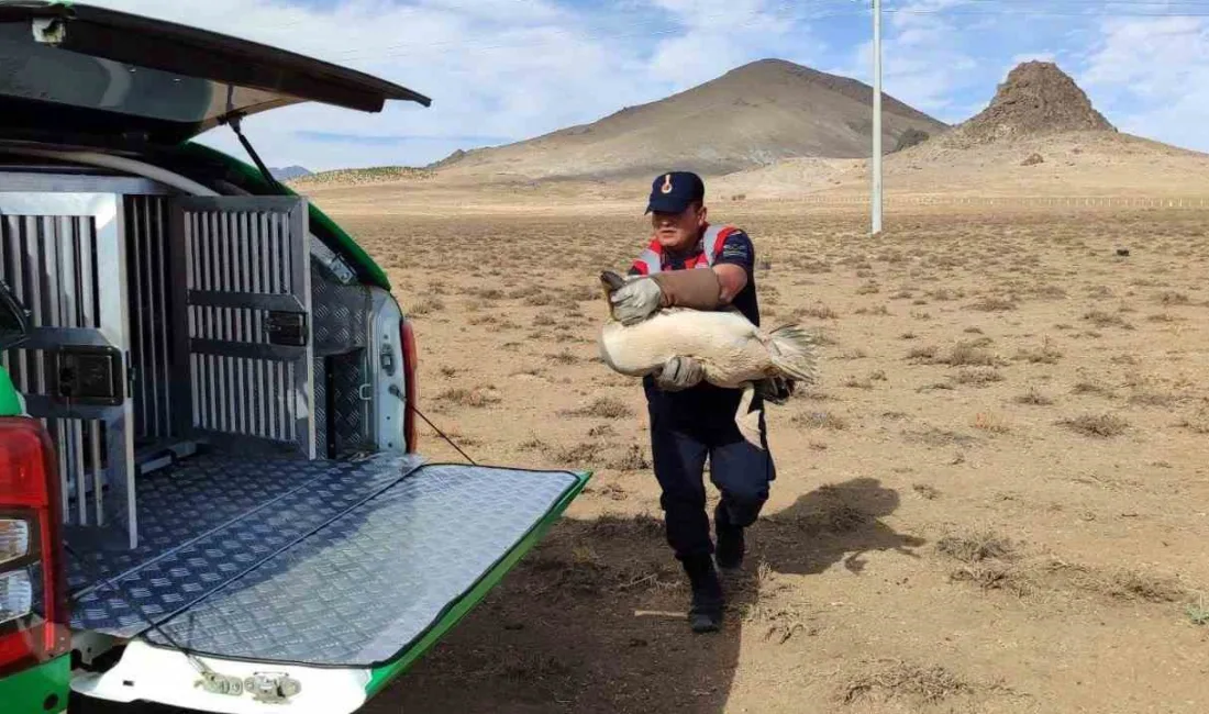 Karaman’da yaralı ve bitkin halde bulunan 3 pelikan koruma altına