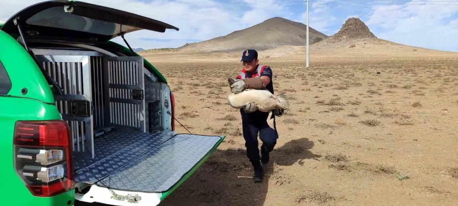 Karaman’da yaralı ve bitkin halde bulunan 3 pelikan koruma altına