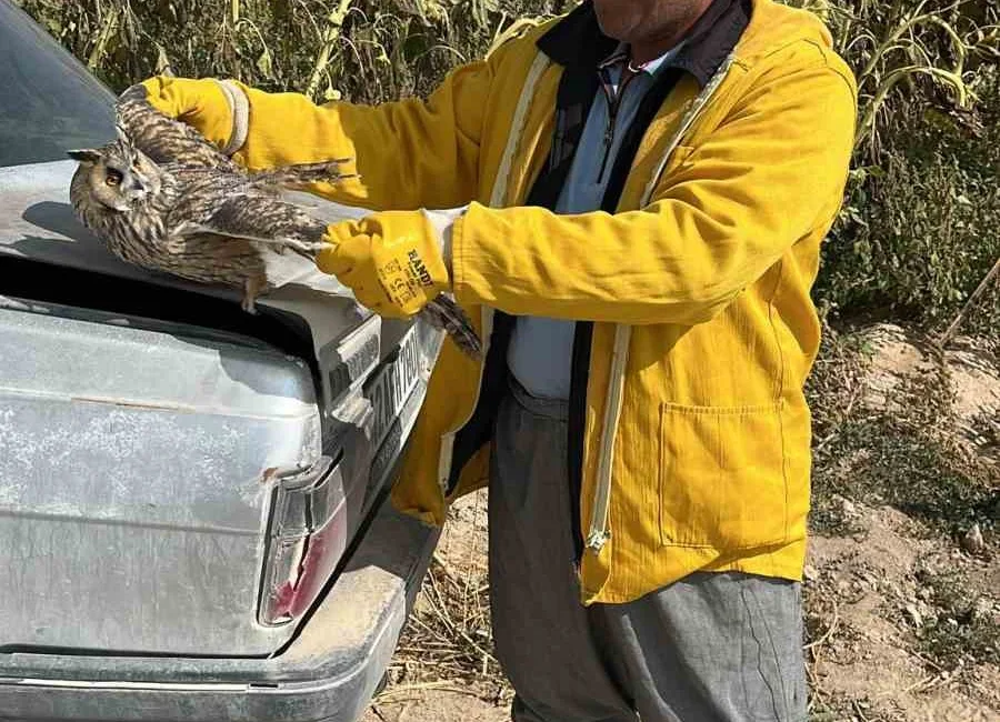 Konya’nın Karapınar ilçesinde tarlasında çalışan çiftçi tarafından bulunan yaralı baykuş,