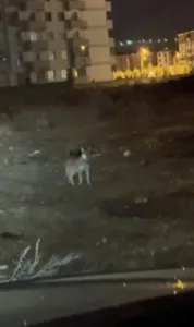 Kars’ta, yaban hayatının şehirle iç içe geçtiği anlara bir yenisi