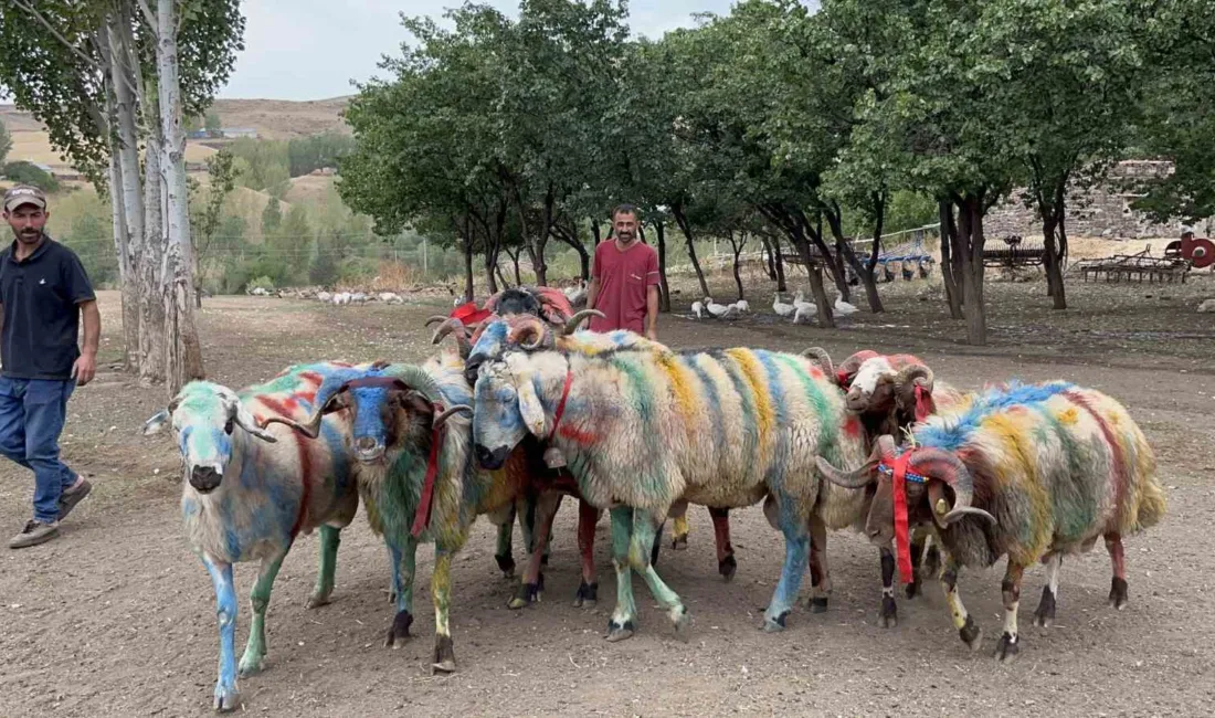 Anadolu’nun en eski ve renkli geleneklerinden biri olan “koç katım”