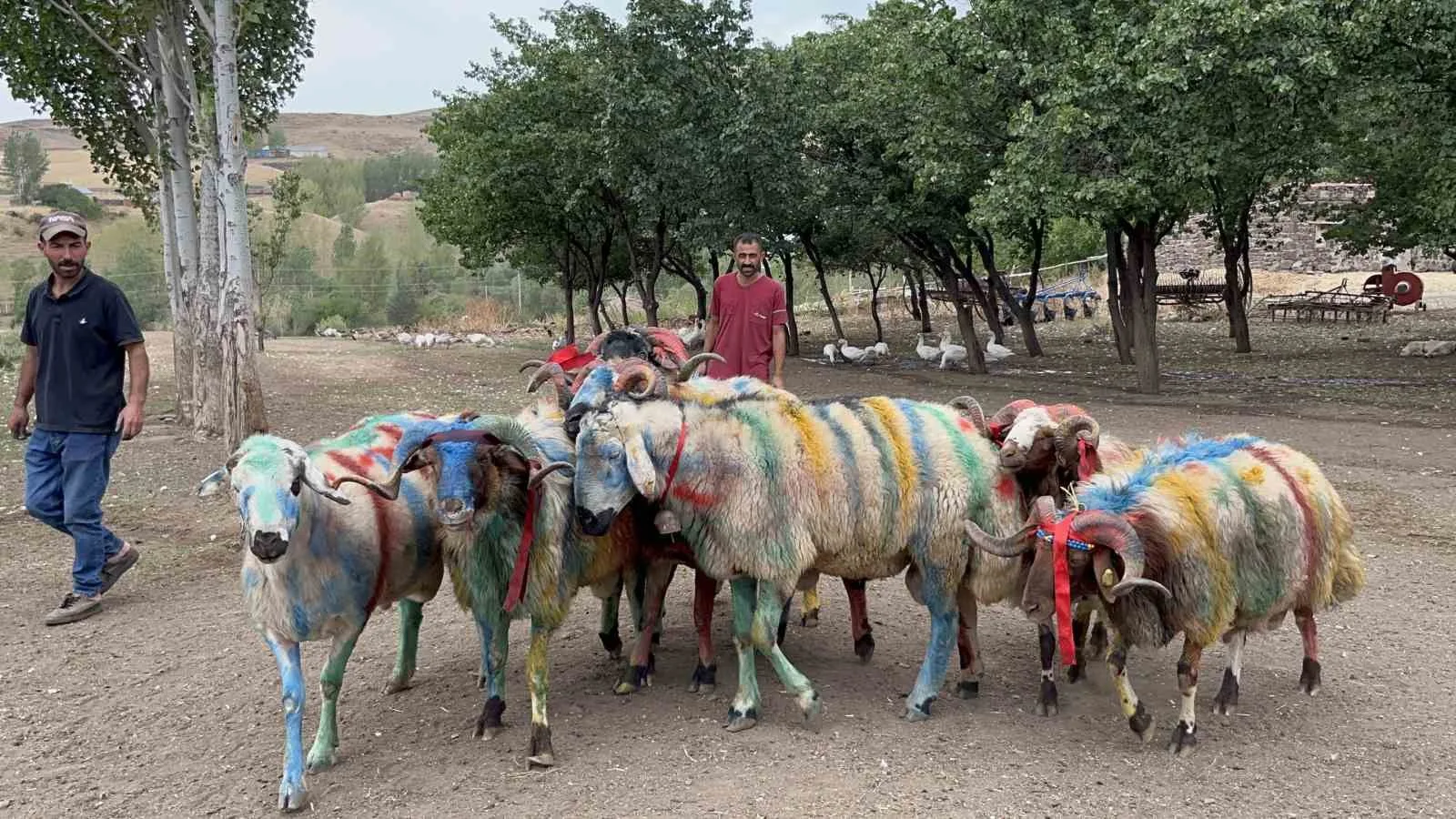 Anadolu’nun en eski ve renkli geleneklerinden biri olan “koç katım”