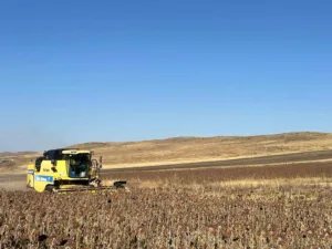 Kars’ta yağlık ayçiçeği hasadı başladı. Tarım ve Orman Bakanlığı Bitkisel