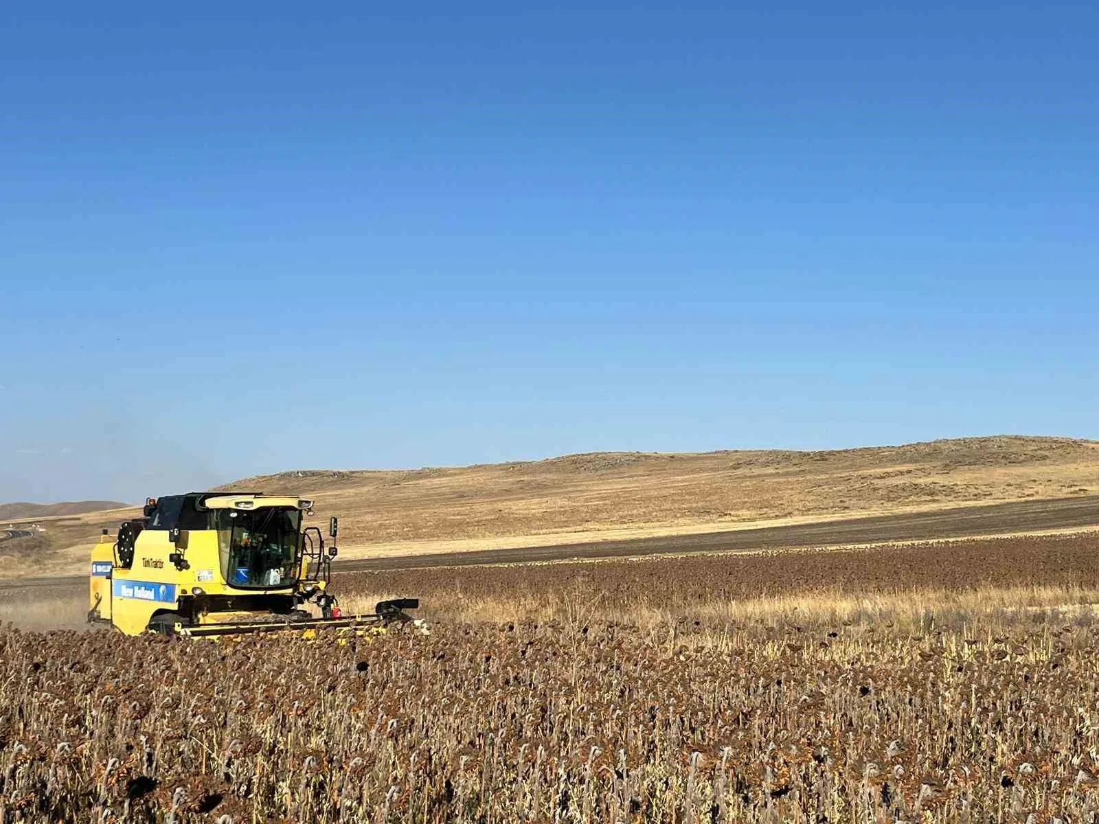 Kars’ta yağlık ayçiçeği hasadı başladı. Tarım ve Orman Bakanlığı Bitkisel