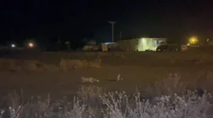 Kars’ta havalar soğudu tikiler köye indi. Köye inen tilkiler cep