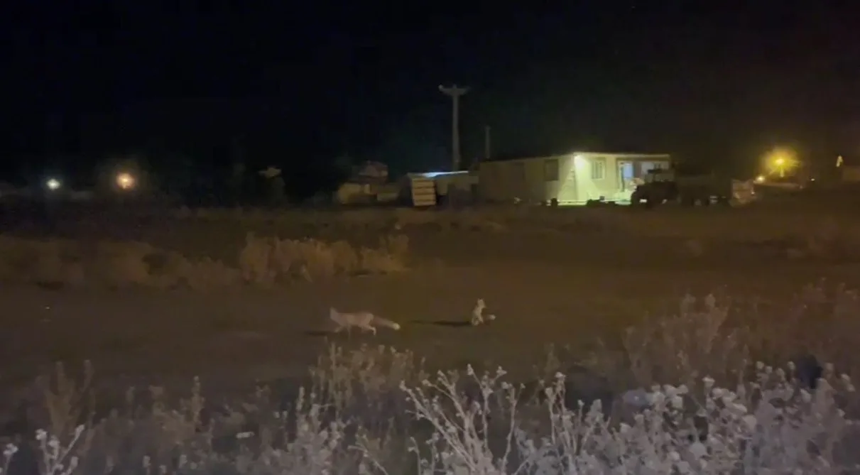 Kars’ta havalar soğudu tikiler köye indi. Köye inen tilkiler cep