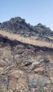 Ormanların hayaleti olarak bilinen vaşak, Kars’ta cep telefonuyla kaydedildi. Kars’ın