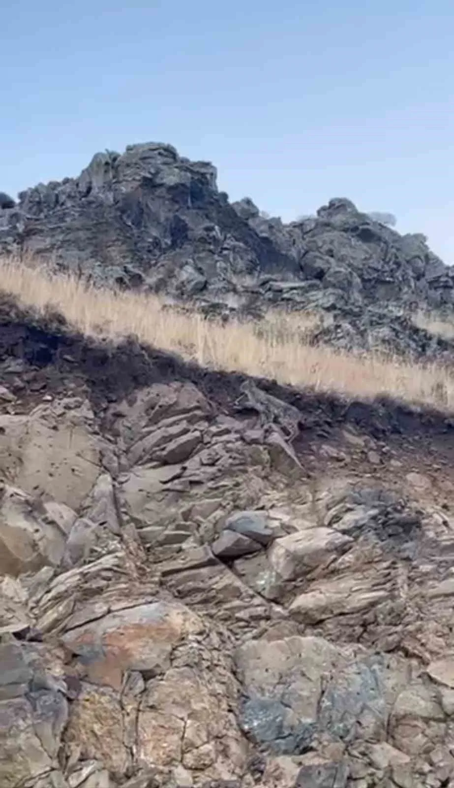 Ormanların hayaleti olarak bilinen vaşak, Kars’ta cep telefonuyla kaydedildi. Kars’ın