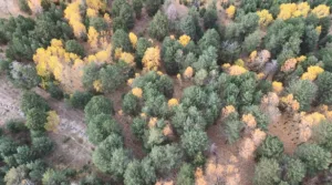 Kars’ın Sarıkamış ilçesinde sarı, yeşil ve kahverengi tonlarıyla Sarıçam Ormanları’nda