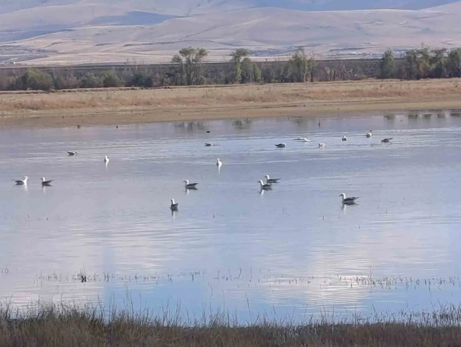 Kars’ta sulak alanlar, yaban kuşlarını ağırlıyor. Kentte bulunan sulak alanlar