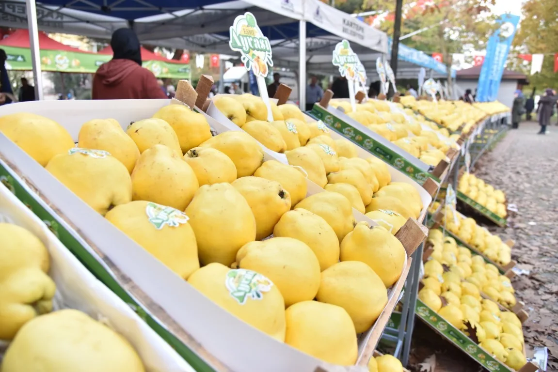 Kartepe Belediyesi, Eşme ayvasını tanıtmak amacıyla 26 Ekim Pazar günü