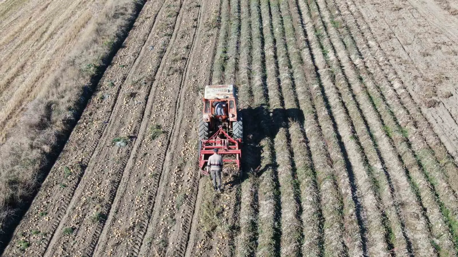 Kastamonu’da 7 bin 400 dekar alanda yetiştirilen 30 bin ton