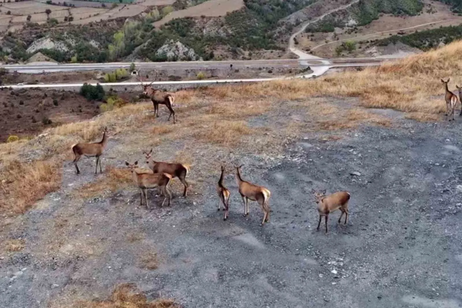 Kastamonu’nun Hanönü ilçesinde doğal ortamlarında fotoğraflanan kızıl geyikler, ormanlık alanda