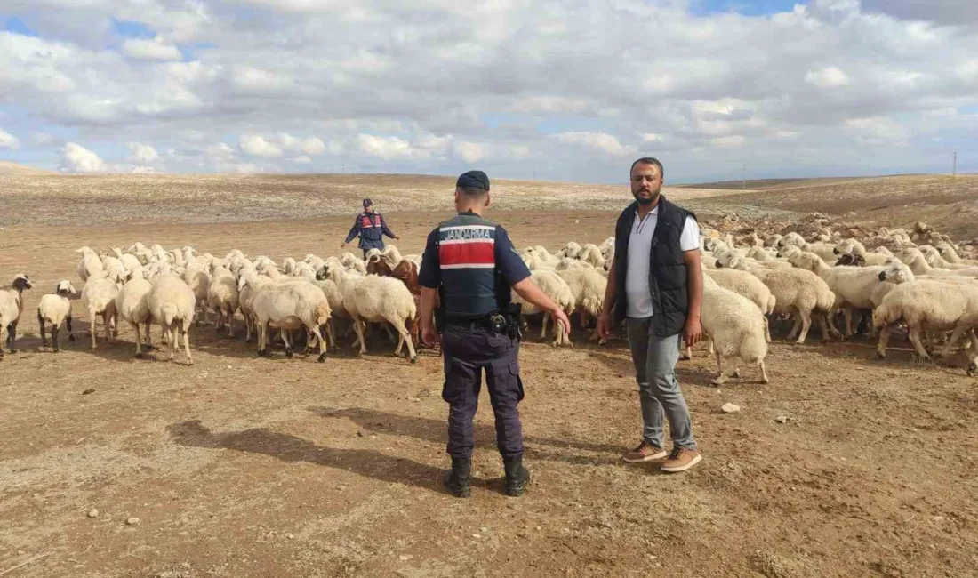Konya’nın Ilgın ilçesinde kaybolan 93 küçükbaş hayvan, jandarma ekiplerinin dron