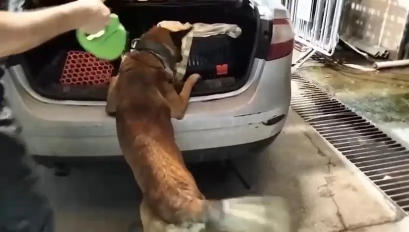 Balıkesir’in Edremit ilçesinde polis ekiplerinin düzenlediği operasyonda, bir otomobilde kedi