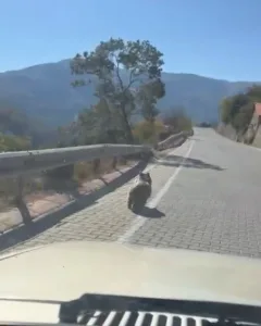 Erzincan’ın Kemaliye ilçesinde bu sabah saatlerinde yaşanan olay, yaban hayvanlarının
