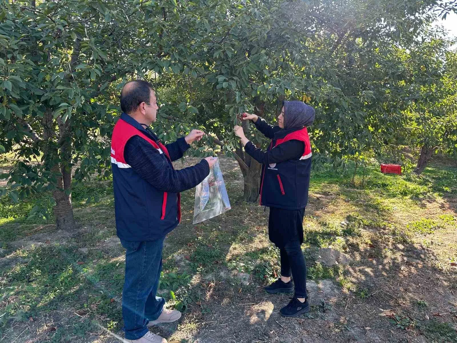 Afyonkarahisar’ın önemli tarım ürünlerinden kiraz ve vişne de zararlılara karşı