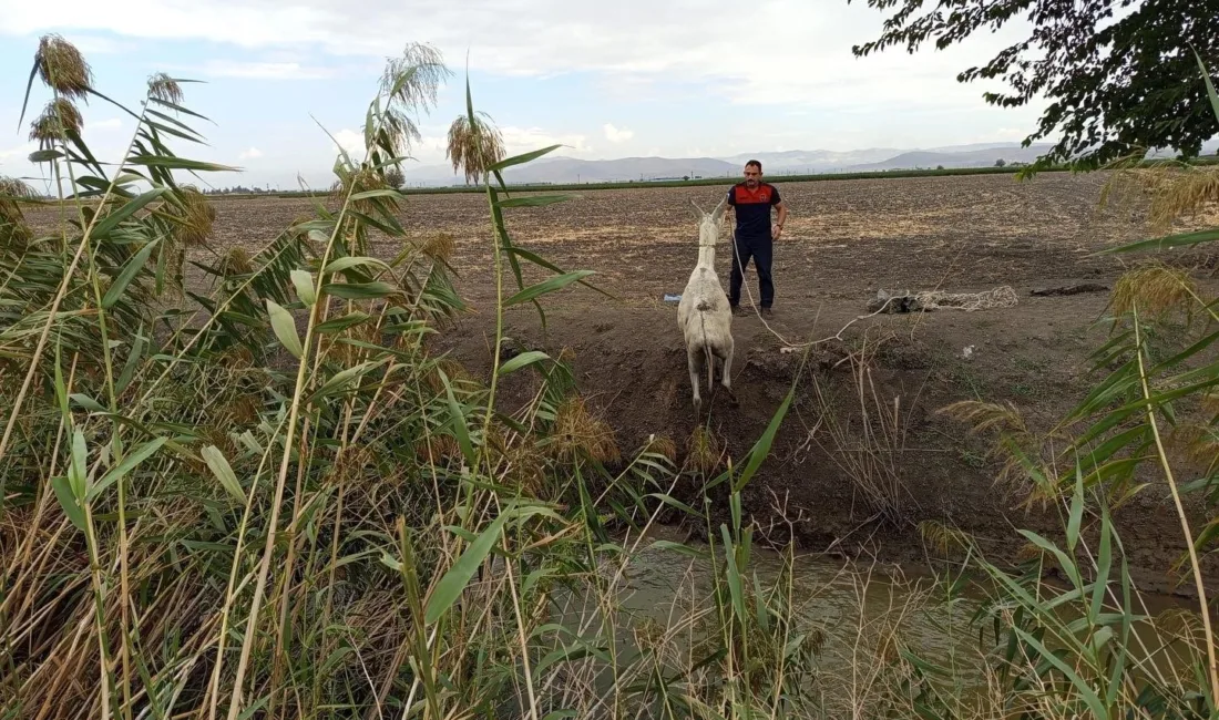 Hatay’da sulama kanalına düşerek mahsur kalan eşek, itfaiye ekipleri tarafından