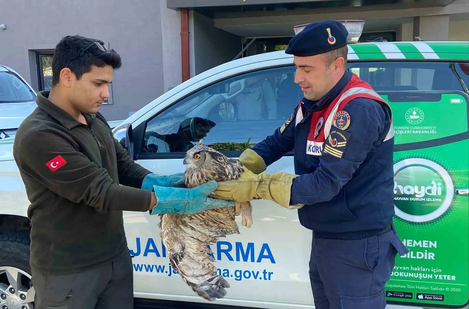 Kırıkkale’nin Keskin ilçesinde yaralı halde bulunan puhu kuşu, jandarma ekiplerince