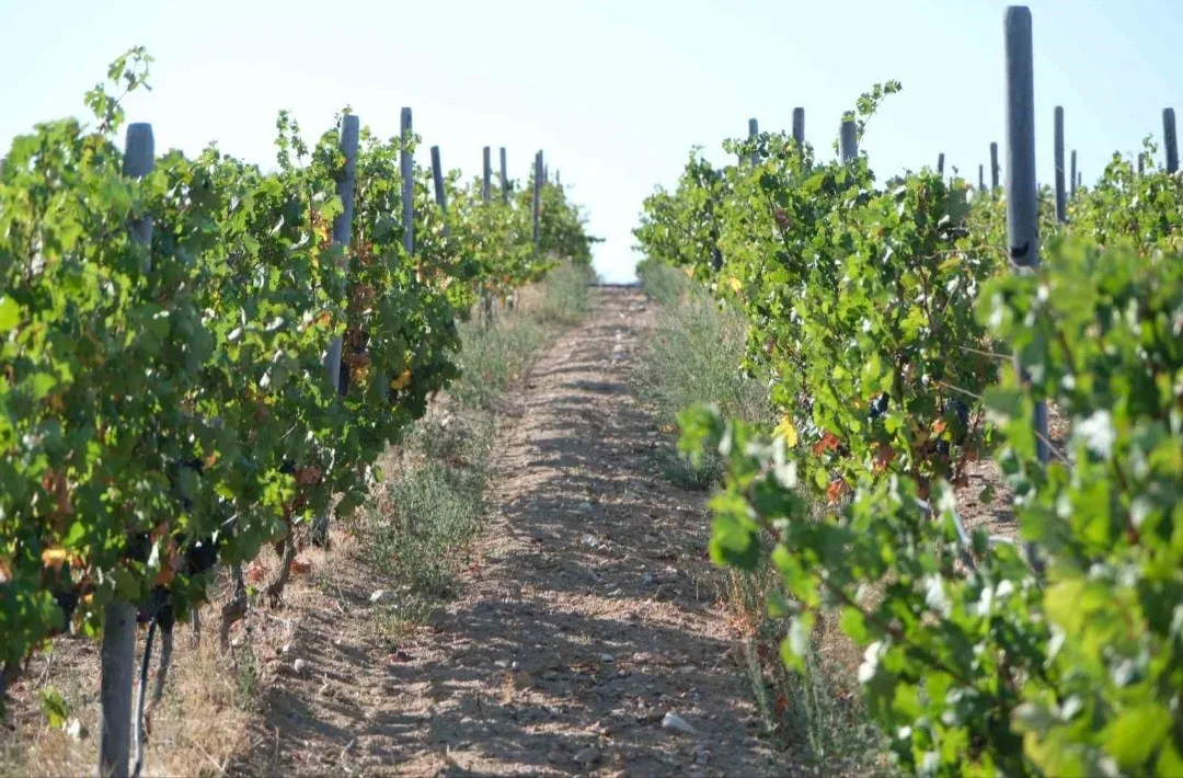 Kırklareli’nde zirai dondan etkilenen 220 üreticiye 20 milyon 142 bin