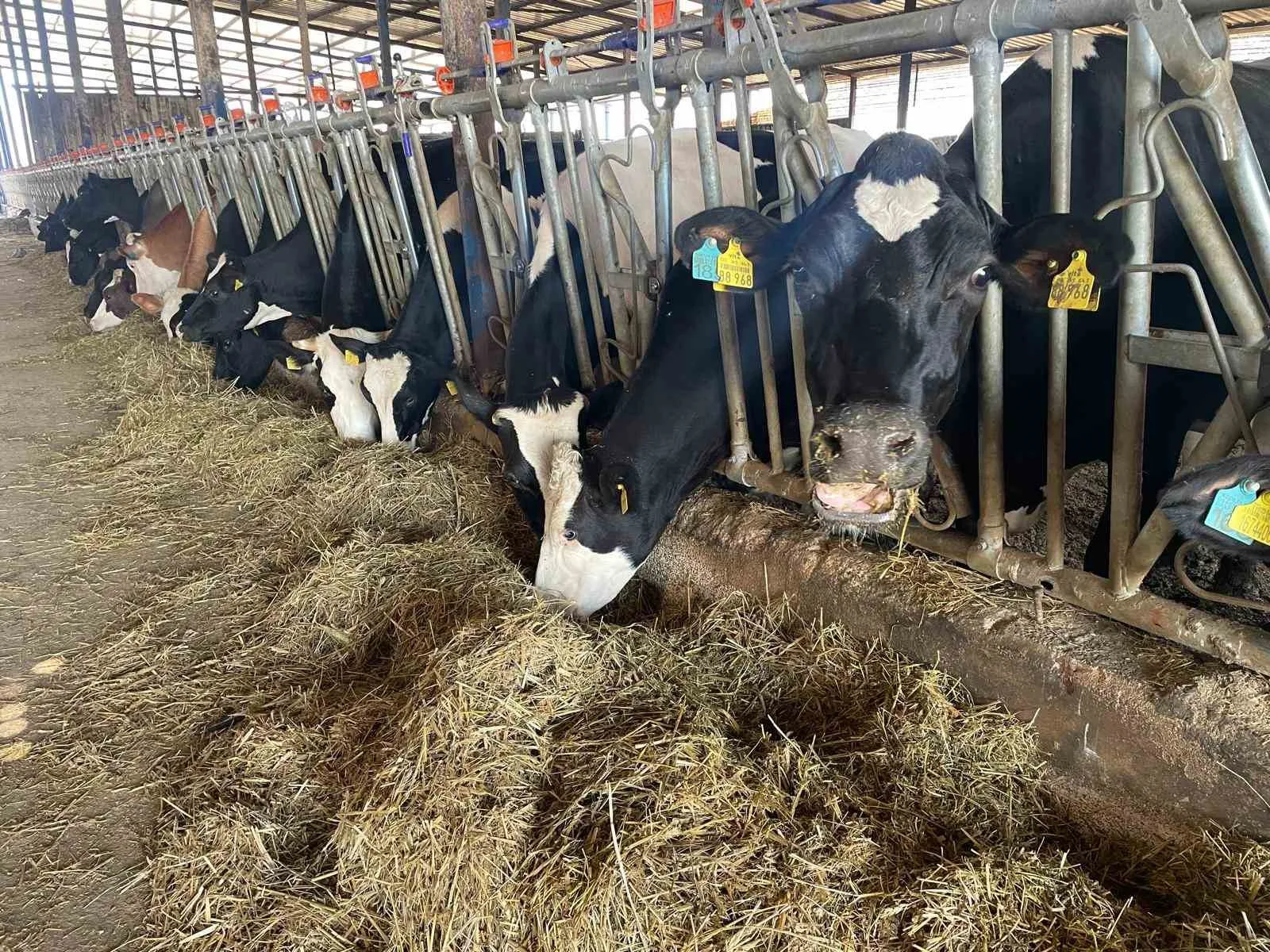 Tüm Süt, Et ve Damızlık Sığır Yetiştiricileri Derneği (TÜSEDAD) Başkanı Müslüm