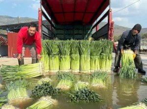 Menemen ilçesinin verimli ovalarında kış sebzesi pırasanın hasadı başladı. İzmirli