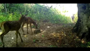Uludağ’ın zirvesinde fotokapana takılan kızıl geyik yavruları, annelerinin peşinden minik