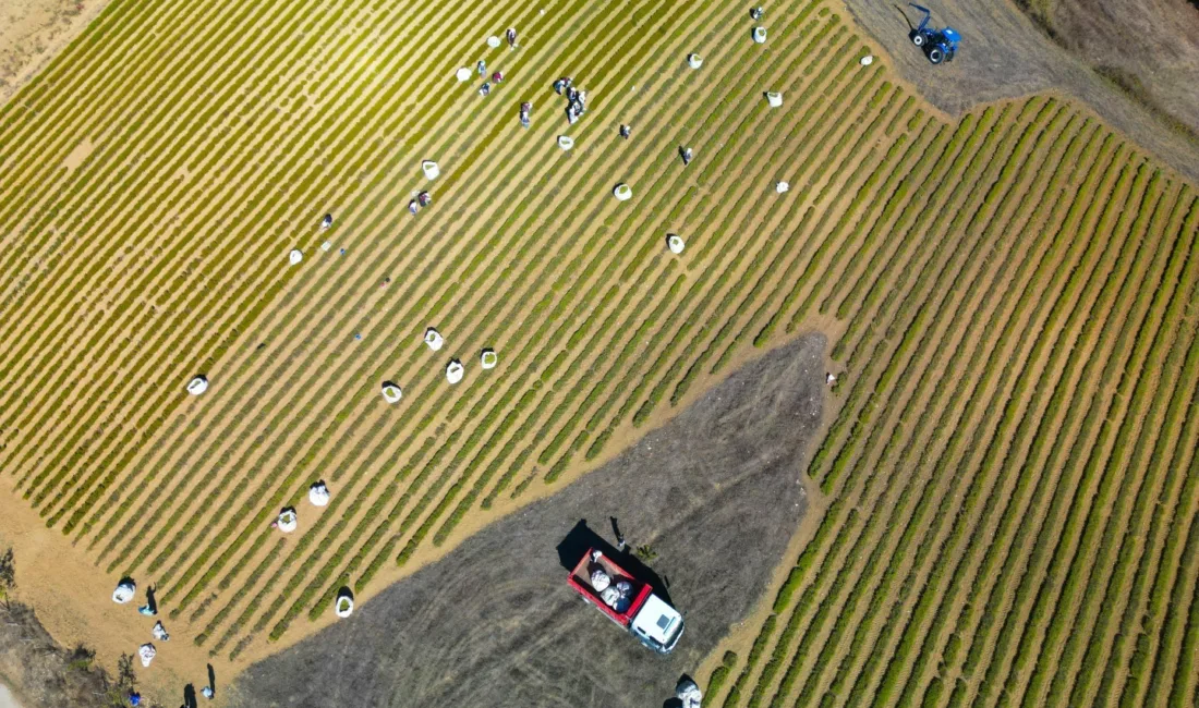 Kocaeli’de yaklaşık 5 yıl önce başlatılan Tıbbi ve Aromatik Bitki