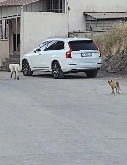 Hakkari’nin Dağgöl Mahallesi’nde sabahın ilk ışıklarında sokak köpeğinin peşine takılan