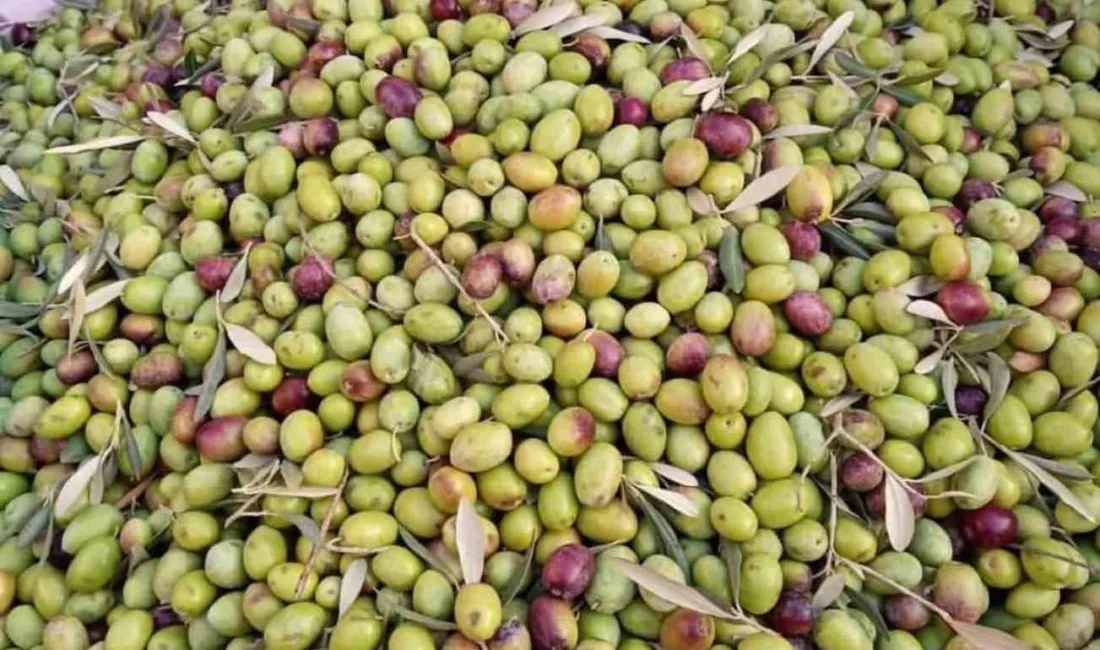 Köşk İlçe Tarım ve Orman Müdürlüğü, bölgenin tescilli zeytin çeşidi