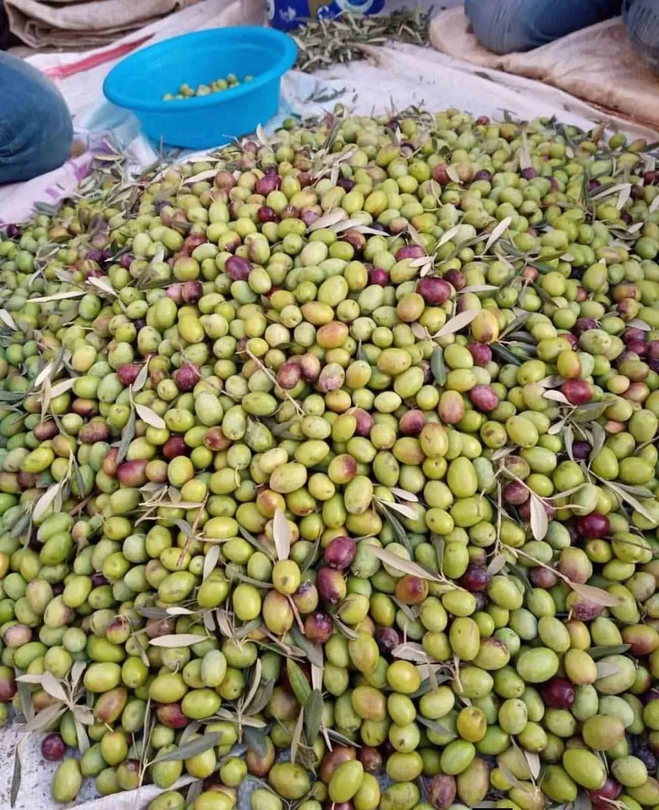 Köşk İlçe Tarım ve Orman Müdürlüğü, bölgenin tescilli zeytin çeşidi