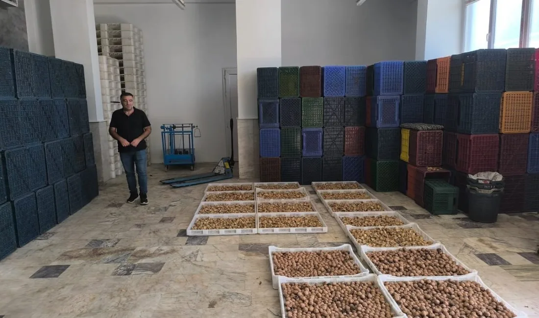 Köşk İlçe Tarım ve Orman Müdürlüğü ekipleri, kuru incir depolarında