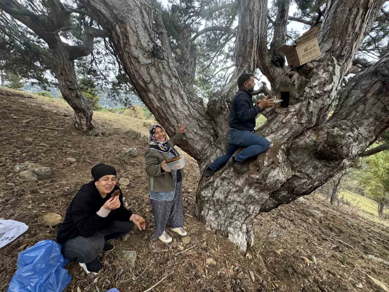 Antalya’nın Akseki ilçesinde yaşayan arıcılar, kovanlarından kaçan firari arıların doğal
